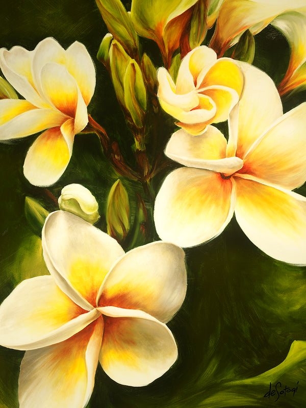 Frangipani - Canvas Print