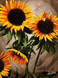 Sunflower Splendour - Canvas Print